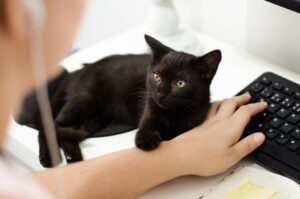una chica trabajando en un escritorio con su ordenador con su gato a su lado subido en el escritorio. El gato la mira fijamente mientras posa su pata en su brazo